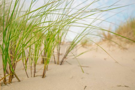White sandy beaches and sandy grass of the North Sea in Germany. Frisian islands beach plants. Beach summer background.Summer light mood. 