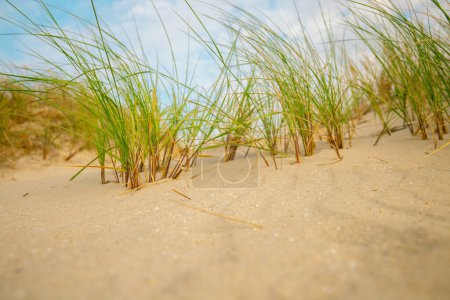  Strandgras. Friesische Inseln Strandpflanzen. Strand Sommer Hintergrund. Meeresküste der Nordseeinsel Fer. 