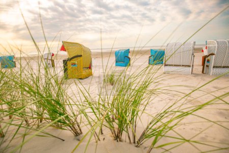 Beach grass and Beach cabins on white sand. Frisian islands beach plants. Beach summer background.Summer light mood. 