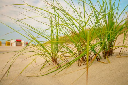 Dunes de sable blanc avec herbe de plage.Plantes de plage des îles frisonnes. Côte maritime de la mer du Nord.Île de Fer. 