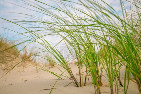 Weiße Sandstrände und sandiges Gras der Nordsee in Deutschland. Strandsommerhintergrund.Sommerliche Lichtstimmung. 