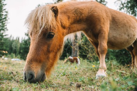  Pony in Großaufnahme frisst Gras auf einer Weide in Österreich. Pony knabbert Gras aus nächster Nähe. Ponyhof im Lungau, Österreich 
