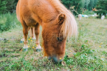 Rotes Pony frisst Gras auf einer Weide im österreichischen Lungau. Pony auf der Koppel in Nahaufnahme. Kleine süße rote Pferde. Nutztiere. 