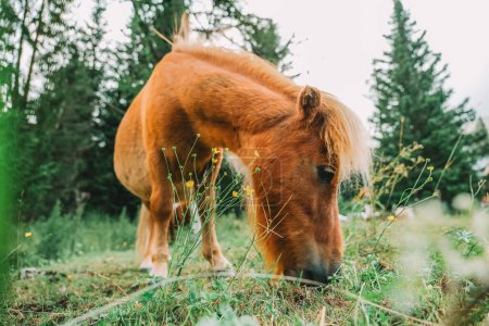 Rotes Pony frisst Gras in Großaufnahme auf einer Weide.Ponyhof im Lungau, Österreich. Pony auf der Koppel. Kleine süße rote Pferde. Nutztiere. 