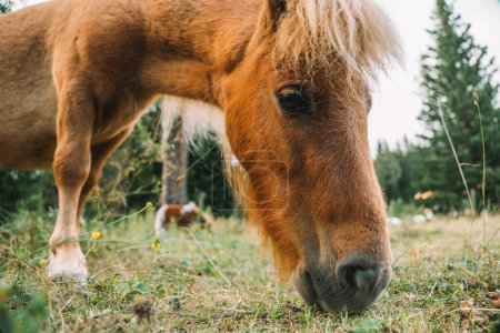 Rotes Pony frisst Gras und Blumen auf einer Weide im österreichischen Lungau. Pony auf der Koppel in Nahaufnahme. Kleine süße rote Pferde. Nutztiere. 