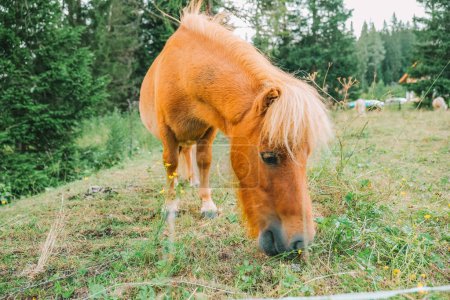 Pony auf der Koppel in Nahaufnahme. Kleine süße rote Pferde. Nutztiere. Rotes Pony frisst Gras und Blumen auf einer Weide im Lungau. 