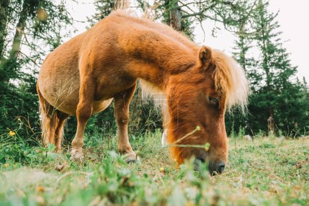  Pony auf der Koppel. Kleine süße rote Pferde. Nutztiere. Rotes Pony frisst Gras auf einer Weide.Ponyhof im Lungau, Österreich.