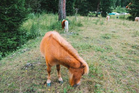 Rotes Pony frisst Gras auf einer Weide.Ponyhof im Lungau, Österreich Pony auf der Koppel in Nahaufnahme. Kleine süße rote Pferde. Nutztiere. 