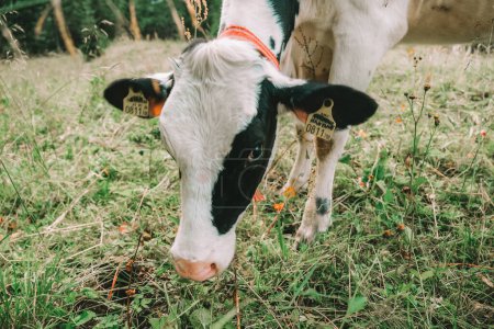  ternera con manchas en blanco y negro en pastoreo alpino.Holstein Friesian Cattle.Los terneros pastan en un prado en las montañas austriacas.