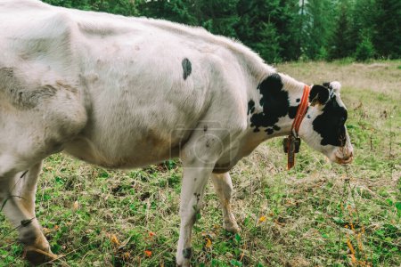 Holstein Friesian Cattle. ternera con manchas blancas y negras pastando en pastos alpinos.Los terneros pastan en un prado en las montañas austriacas.Los terneros pastan en un prado de montaña.