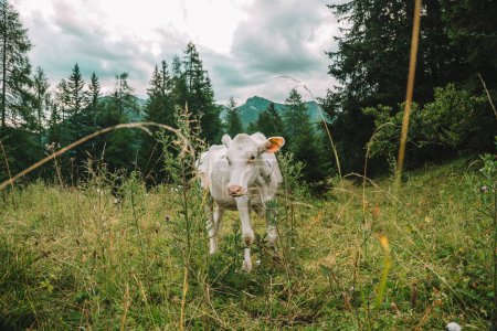  Weißes Kalb auf der Almweide.Holsteinische Friesenrinder. Kälber grasen auf einer Wiese in den österreichischen Bergen. Kälber grasen auf einer Bergweide.Kälber mit schwarz-weißen Flecken grasen auf einer Wiese.