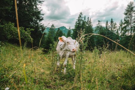 Holsteinische Friesenrinder. Weißes Kalb auf der Alm.Kälber grasen auf einer Wiese in den österreichischen Bergen .Kälber mit schwarz-weiß gefleckten Kälbern grasen auf einer Wiese.