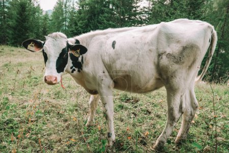  Kalb mit schwarz-weiß gefleckten Weiden auf der Almweide.Holsteinische Friesenrinder. Kälber grasen auf einer Wiese in den österreichischen Bergen. Kälber grasen auf einer Bergwiese.