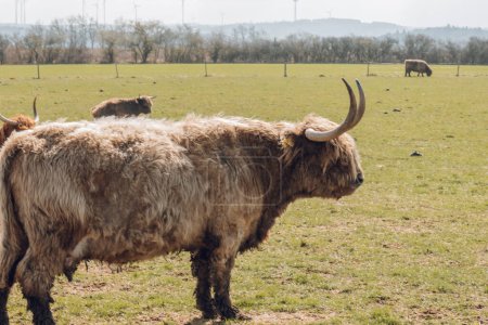 Scottish hairy bulls and cows in a paddock and chewing grass.Bighorned hairy red bulls and cows .Highland breed. Farming and cow breeding.Scottish cows in the pasture in the sunshine