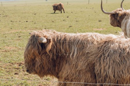 Schottische haarige Bullen und Kühe aus nächster Nähe. Großhornige haarige rote Bullen und Kühe. Rasse Highland. Landwirtschaft und Kuhzucht: Schottische Kühe auf der Weide in der Sonne