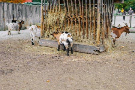 Goats at the feeder.Spotted goats eat hay from a feeder.Farm animals.Growing and breeding goats.Livestock and farming. Artiodactyls
