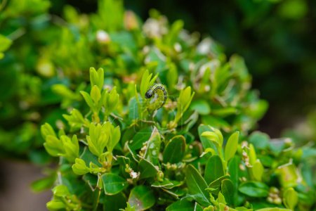 Green caterpillar sits on green boxwood branches.caterpillar moves and eats a boxwood bush.Garden pests. Treating the garden against moth caterpillars.protect garden and ensure the health 