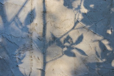 Photo for Tree shadows on the Gray cement and concrete background, shadow and sunlight - Royalty Free Image