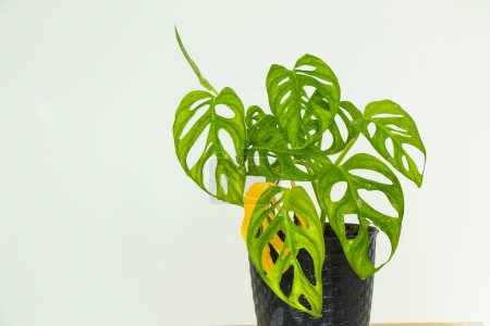 Foto de Monstera adansonii plant close-up, ever green houseplant, sunlight and green colors - Imagen libre de derechos