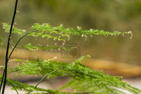 Foto de Espárragos en una olla, hojas verdes de fondo - Imagen libre de derechos