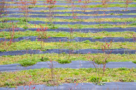 Photo for Blueberry plantation, field in the farm in Samegrelo, Georgia - Royalty Free Image