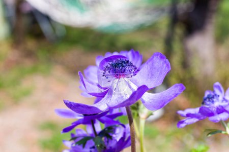 Téléchargez les photos : Anemone de caen Floraison - en image libre de droit