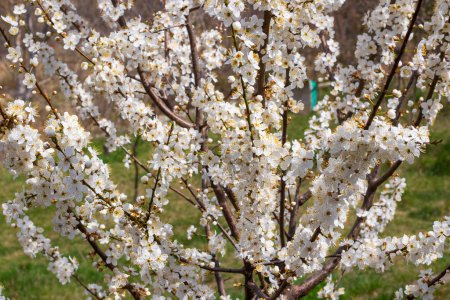 prune cerise prunus cerasifera dans le jardin
