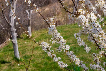 prune cerise prunus cerasifera dans le jardin