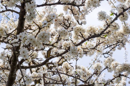 Tree branches with white blooms in spring time. Flower tree in full bloom