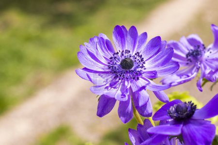 Téléchargez les photos : Anemone de caen Floraison - en image libre de droit