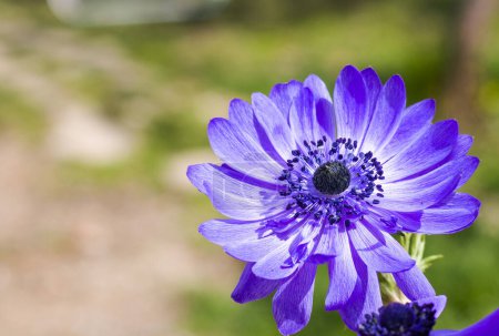 Téléchargez les photos : Anémone de caen fleur dans le jardin - en image libre de droit