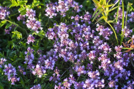 Thymus praecox Opiz flores en el campo