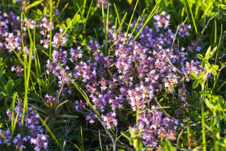 Thymus praecox Opiz flores en el campo