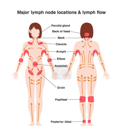 Locations of major lymph nodes and lymph flows. Vector illustration
