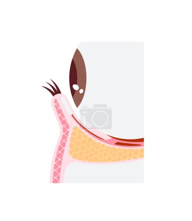 Illustration for Lower eyelid structure vector illustration - Royalty Free Image