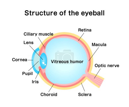 Téléchargez les illustrations : Structure de l'illustration vectorielle du globe oculaire - en licence libre de droit