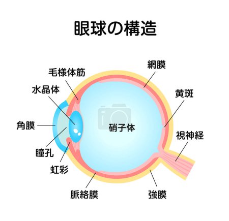 Structure of eyeball vector illustration