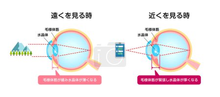 Illustration for Mechanism of eyeball for looking far and near. Vector illustration. - Royalty Free Image