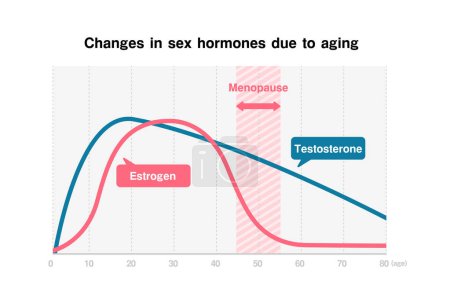 Téléchargez les illustrations : Graphique des changements dans les hormones sexuelles (œstrogènes et testostérone) dus au vieillissement - en licence libre de droit