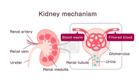 Kidney mechanism and function. Vector illustration.