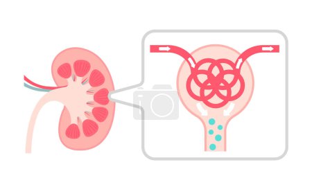 Kidney mechanism and function. Vector illustration.