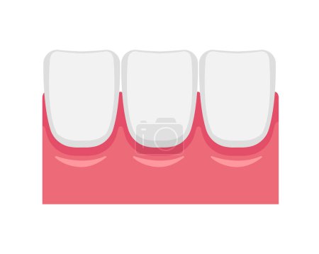 Illustration for Vector illustration of healthy gums - Royalty Free Image