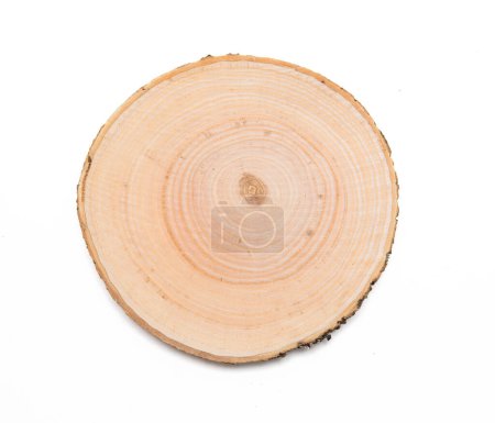 Eine Scheibe Buchenholz, die das Profil eines gefällten Baumes darstellt.