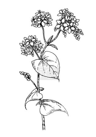 Téléchargez les illustrations : Dessin de sarrasin commun - croquis à la main de plantes cultivées, fleur de miel fagopyrum esculentum - en licence libre de droit