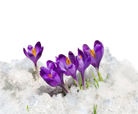 Téléchargez les photos : Gouttes de neige printanières fleurs crocus violet (Crocus heuffelianus) dans la neige sur fond blanc avec espace pour le texte - en image libre de droit