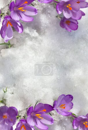 First flowers violet crocuses ( Crocus heuffelianus ) in snow with copy space for text. Top view