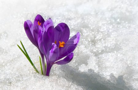 Spring snowdrops flowers violet crocuses ( Crocus heuffelianus ) in snow with space for text