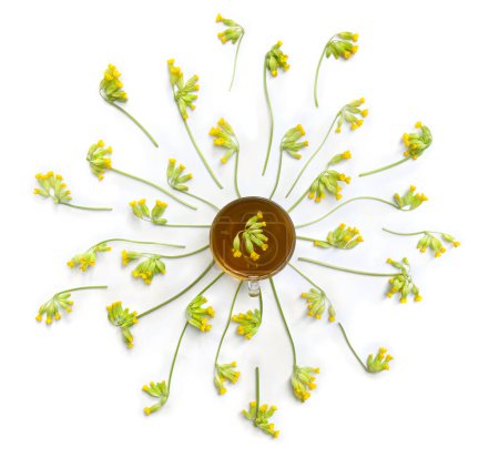 Foto de Flores amarillas Primula veris (cowslip, petrella, hierba peter, paigle, peggle, flor clave, Primula officinalis Hill), taza de té de hierbas sobre un fondo blanco. Vista superior, plano - Imagen libre de derechos
