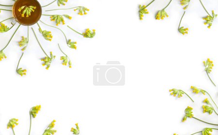 Foto de Flores amarillas Primula veris (cowslip, petrella, hierba peter, paigle, peggle, flor clave, Primula officinalis Hill), taza de té de hierbas sobre un fondo blanco con espacio para el texto. Vista superior, plano - Imagen libre de derechos