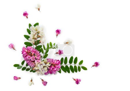 Foto de Flores rosadas robinia (Robinia hispida, langosta cerda) y flores blancas acacia (Robinia pseudoacacia) sobre fondo blanco. Vista superior, plano - Imagen libre de derechos
